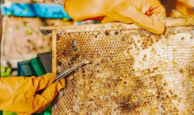 Why Batch Traceability Matters for Bee Treatment Products