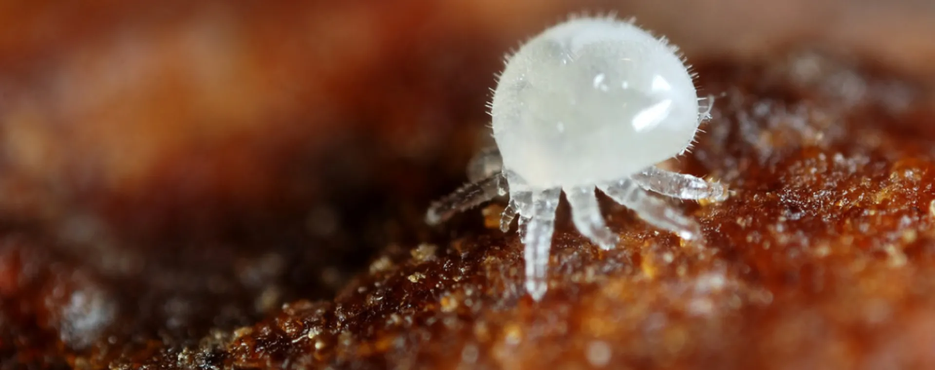 Life Cycle of Varroa Destructor