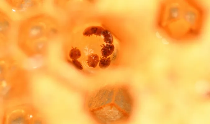 Varroa Mite Infestation Rate Monitoring
