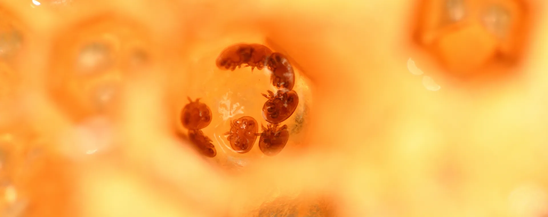 Varroa Mite Infestation Rate Monitoring