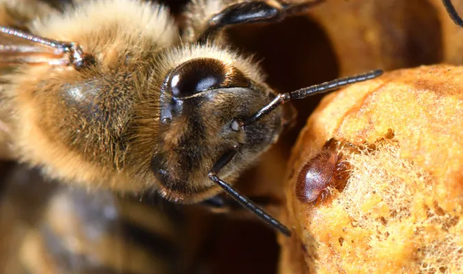 Resistance Issues in Varroa Mite Treatment