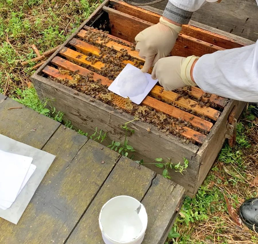 Mite Control in Organic Bee Farms