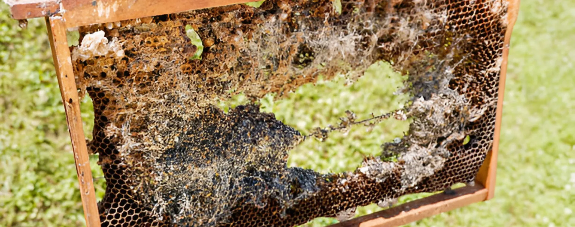 The Four Major Threats Posed by Wax Moths