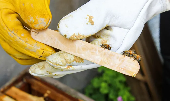 Using Wax Moth Strips for Treatment