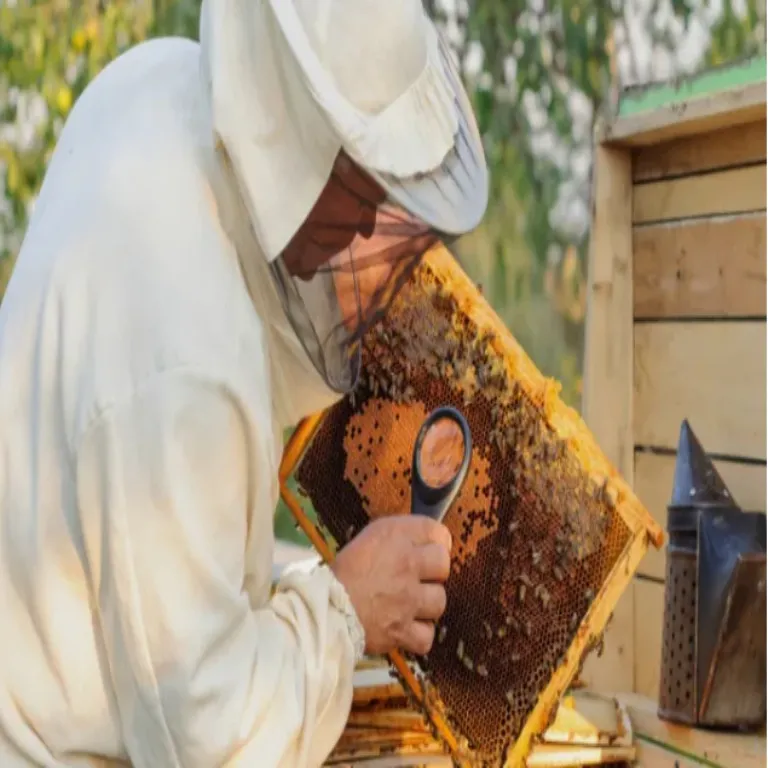 Tips for Cleaning Bee Mite Treatment Tools