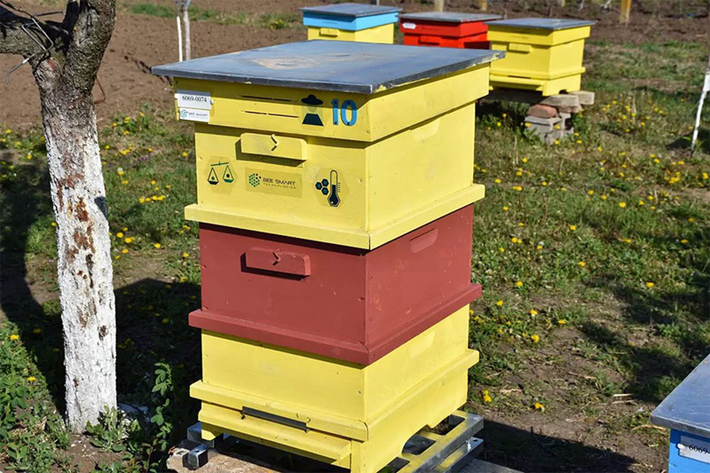 Artificial Intelligence Empowers Ecological Beekeeping