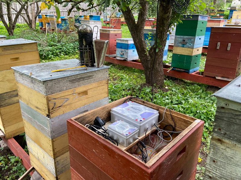 Artificial Intelligence Empowers Ecological Beekeeping
