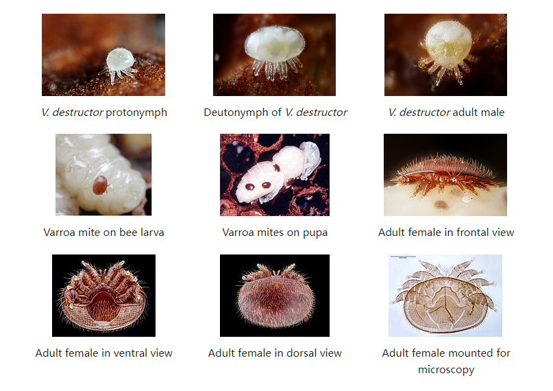 Life Cycle of Varroa Destructor