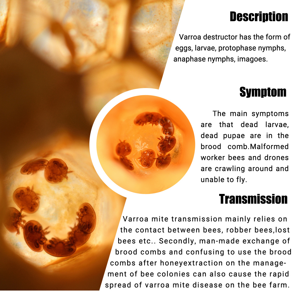 APIFLUVA-PRO Varroa Strips