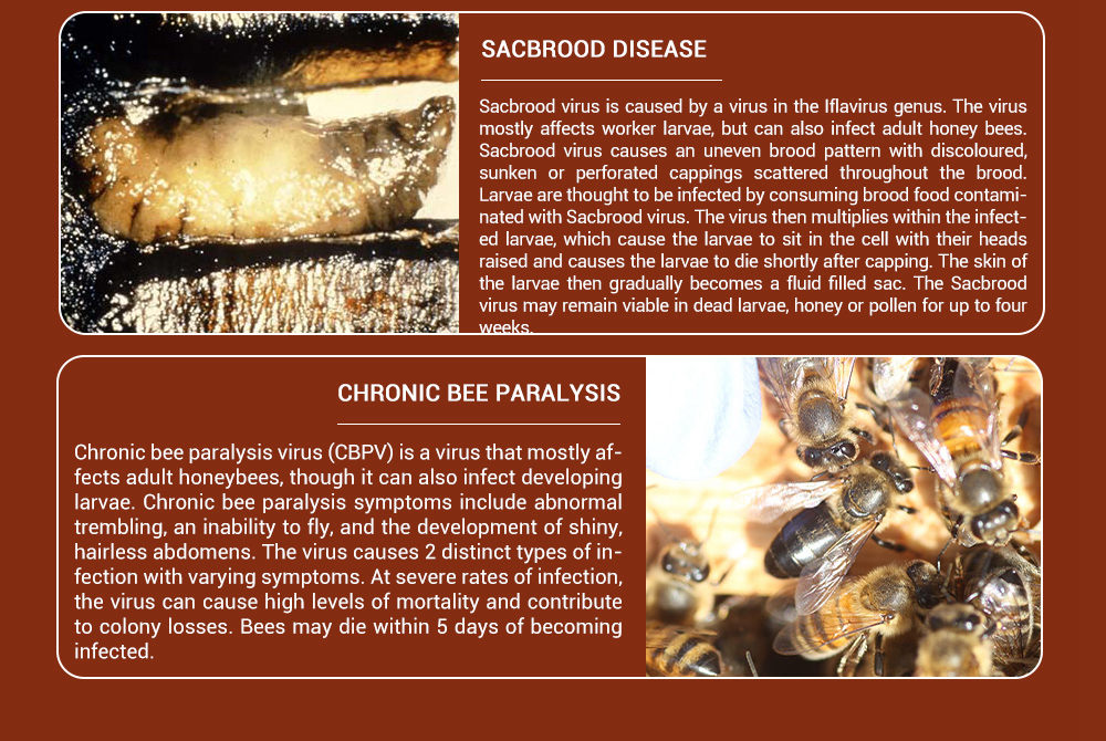 BEE-BESTIE - Microbial Bee Food Supplements