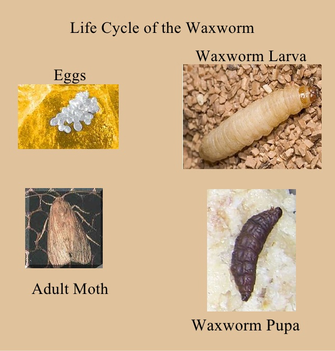 Know Your Enemy: Biological Traits of Wax Moths