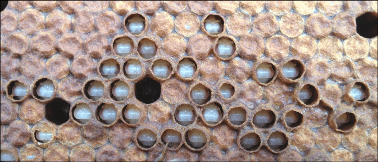 The Four Major Threats Posed by Wax Moths