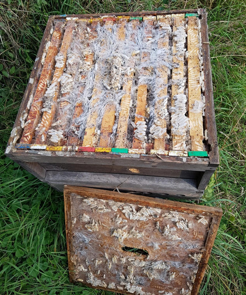 The Four Major Threats Posed by Wax Moths