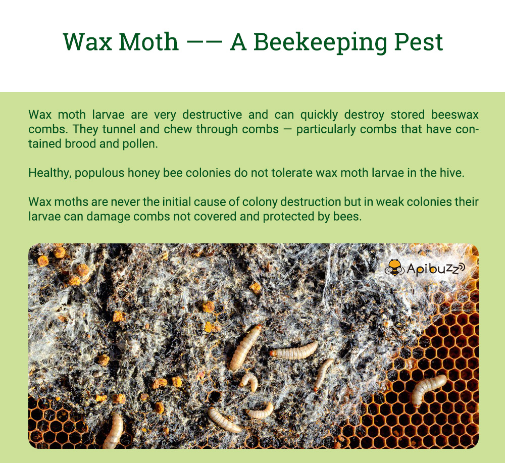 APIBUZZ Hive Wax Moth Treatment Wooden Strips | 10-Unit Pack