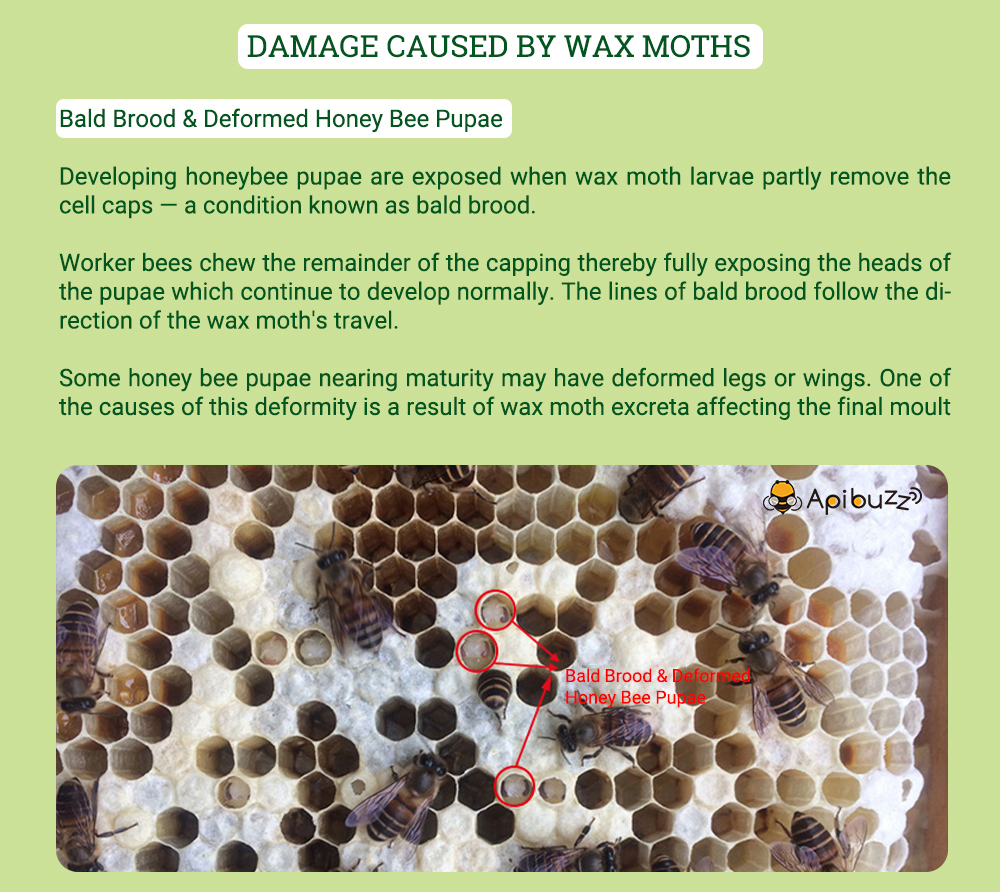 APIBUZZ Hive Wax Moth Treatment Wooden Strips | 10-Unit Pack