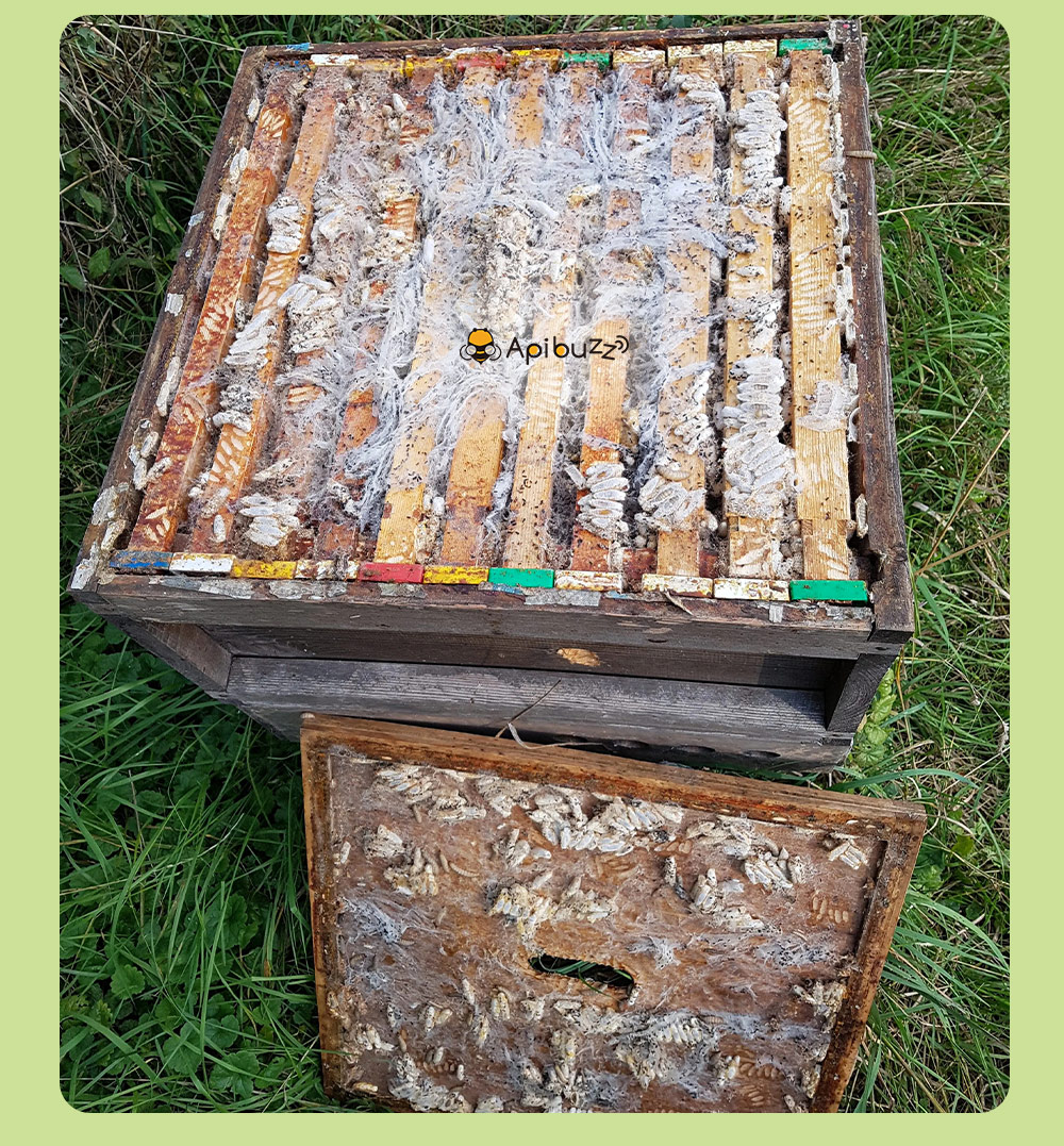 APIBUZZ Hive Wax Moth Treatment Wooden Strips | 10-Unit Pack