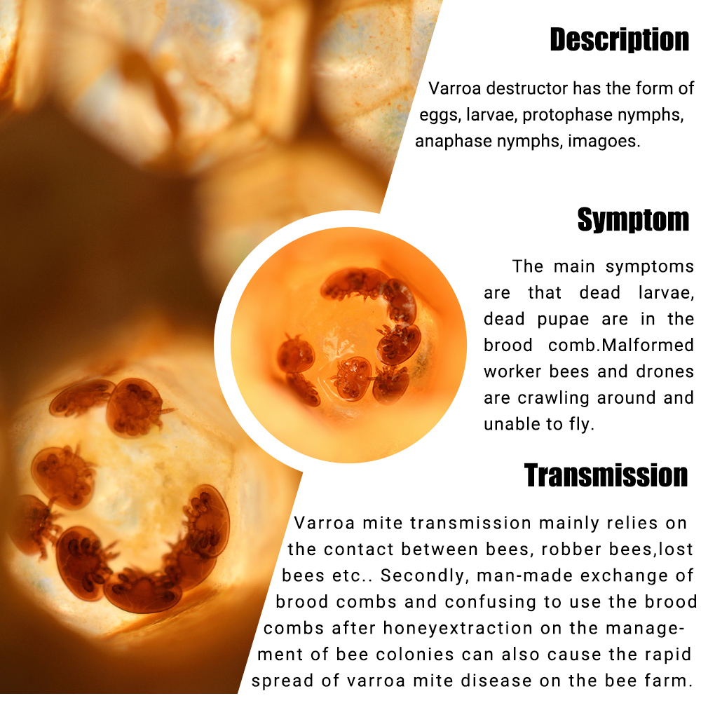 Arabic APIFLUVA Fluvalinate Strips - 20-Pack