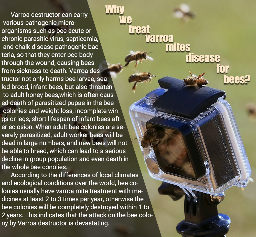 Arabic APIFLUVA Fluvalinate Strips - 20-Pack