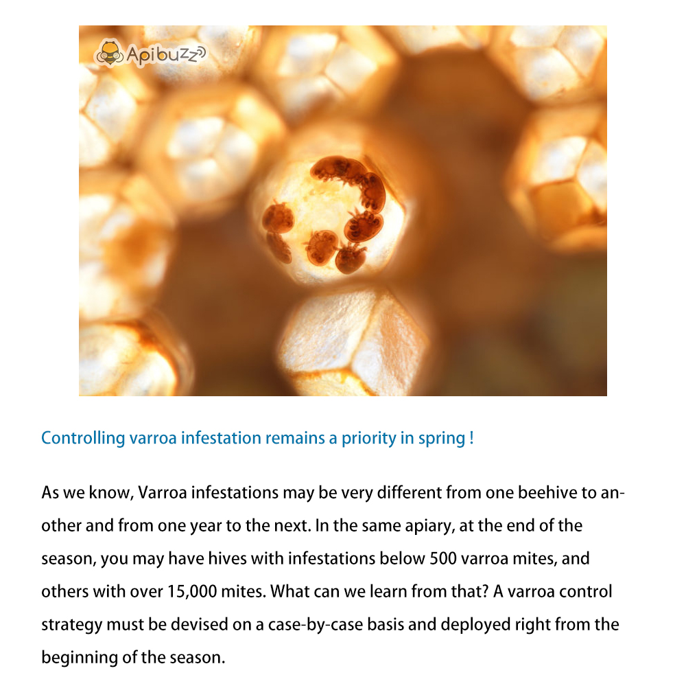 Varroa Mite Check for Infestation